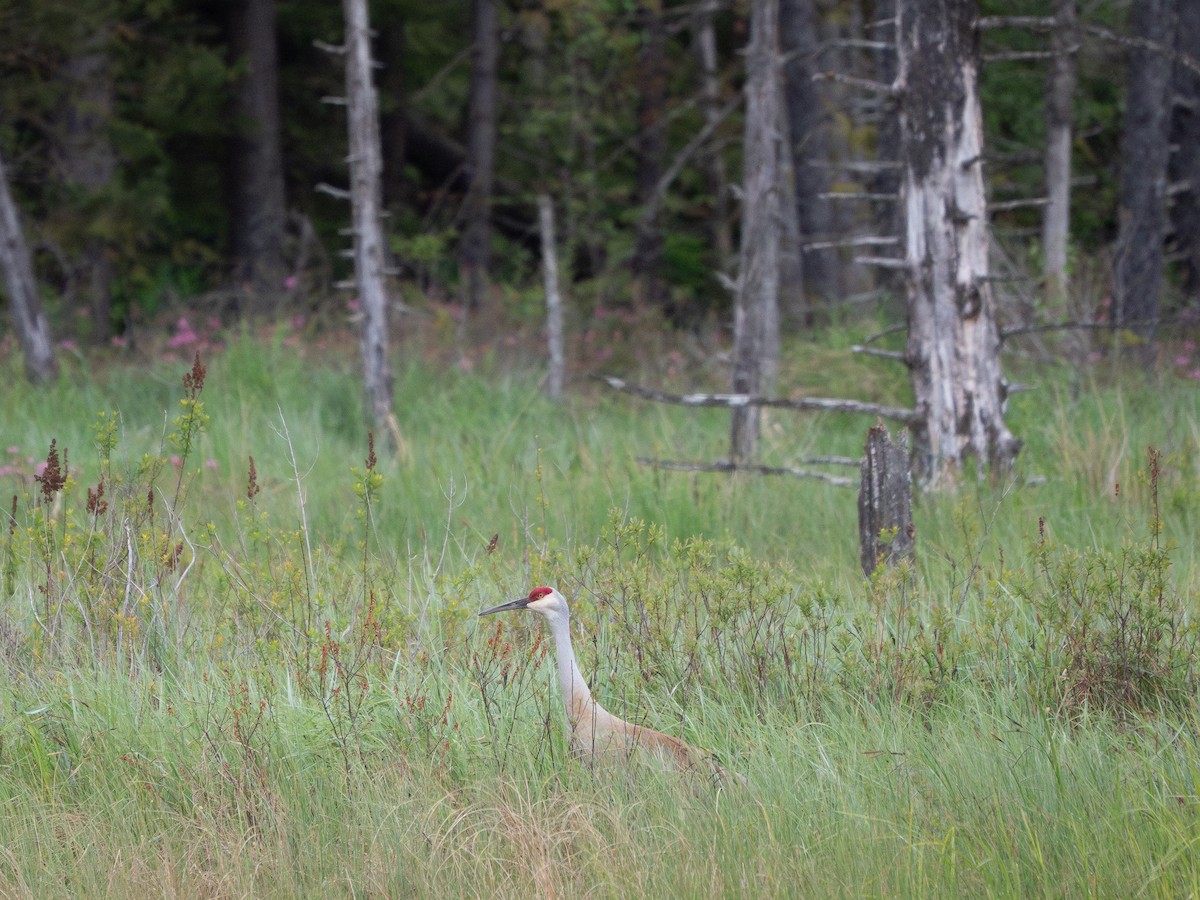 Sandhill Crane - ML635863905