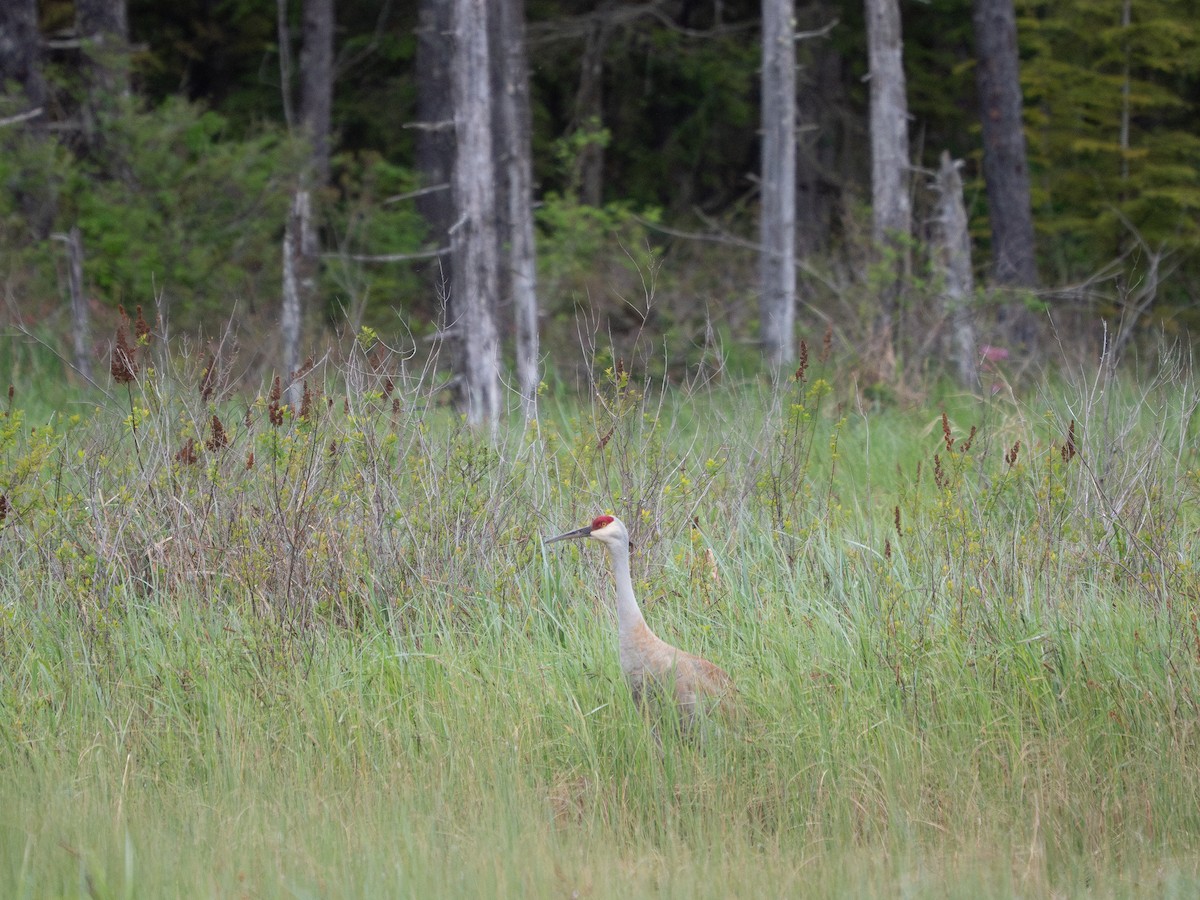 Sandhill Crane - ML635863906