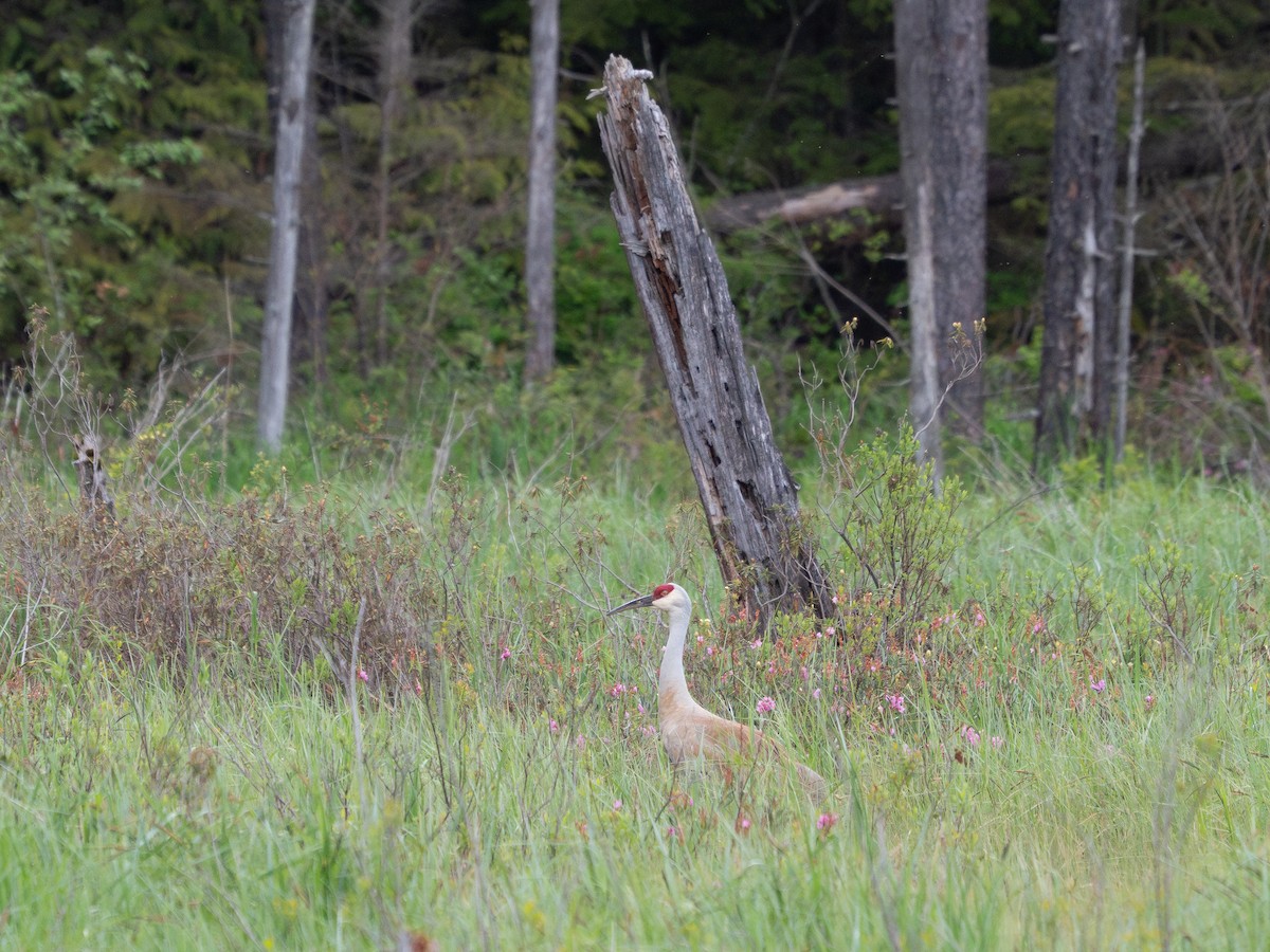 Sandhill Crane - ML635863907