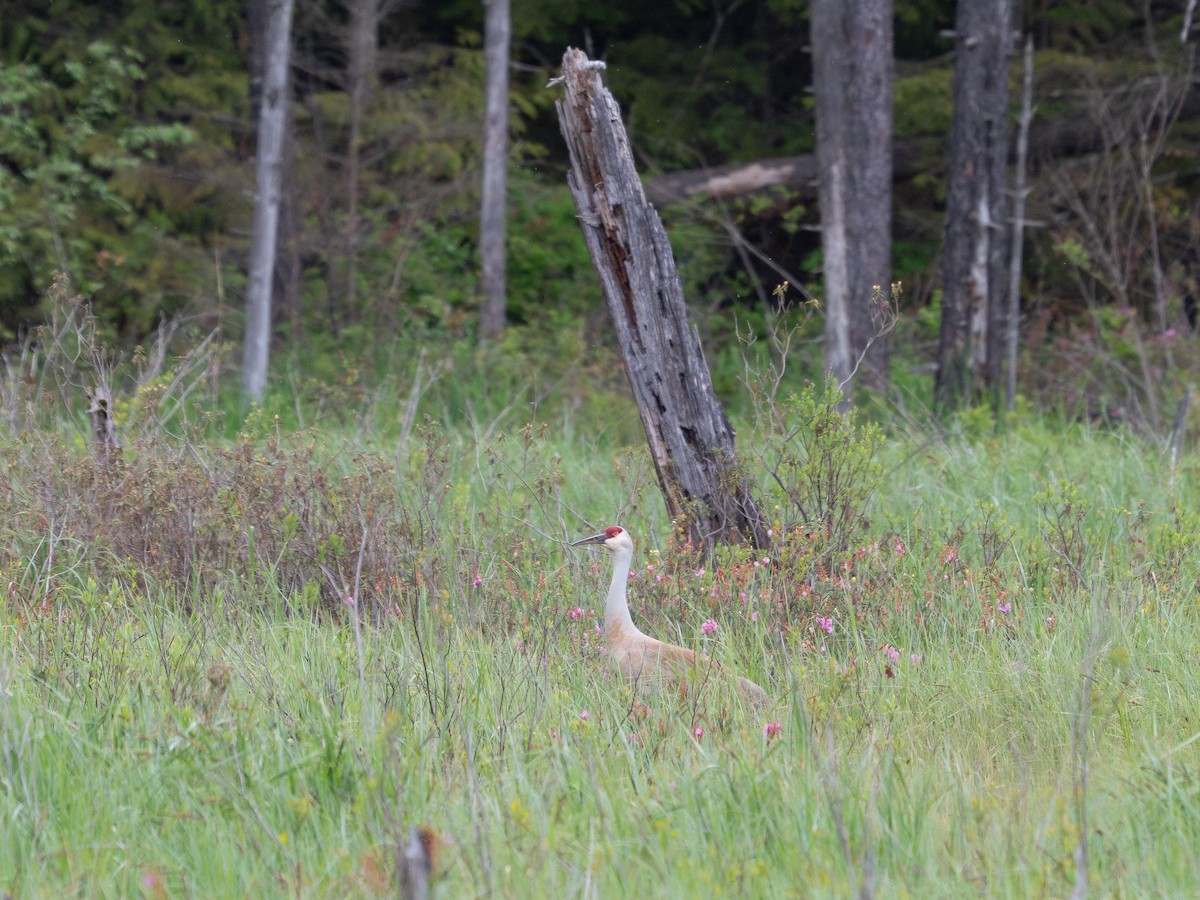 Sandhill Crane - ML635863908