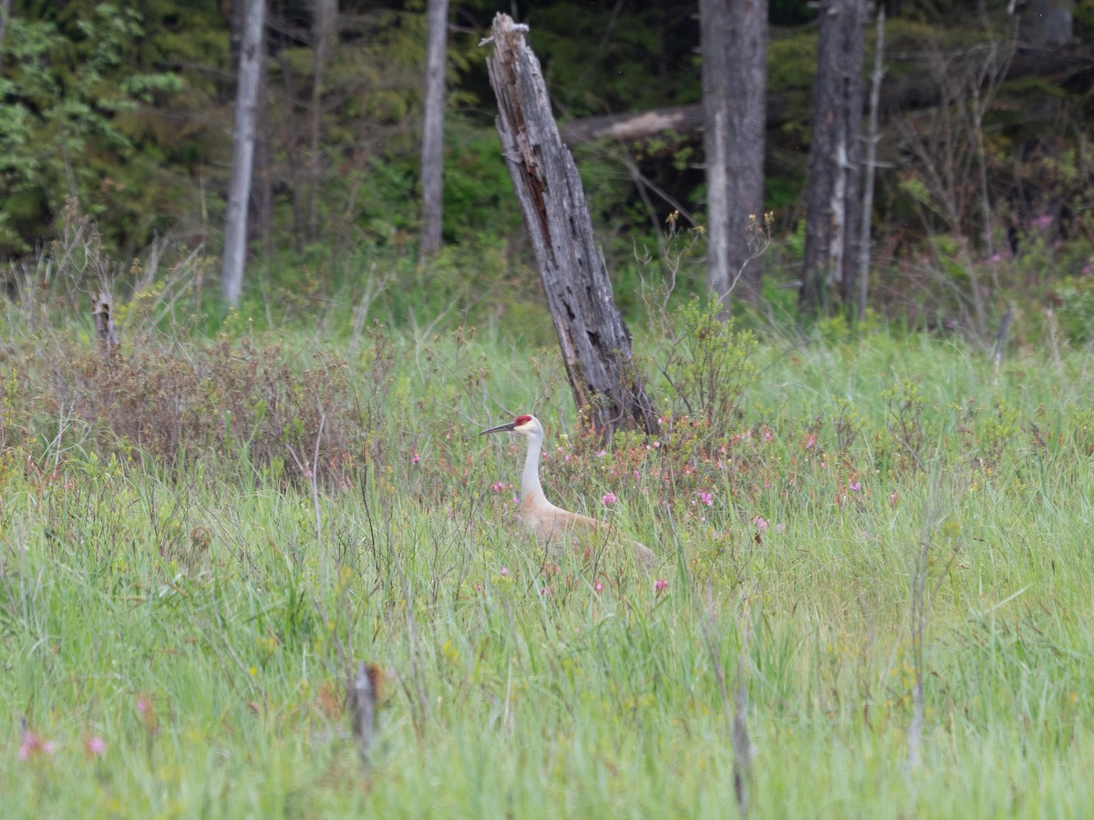 Sandhill Crane - ML635863909
