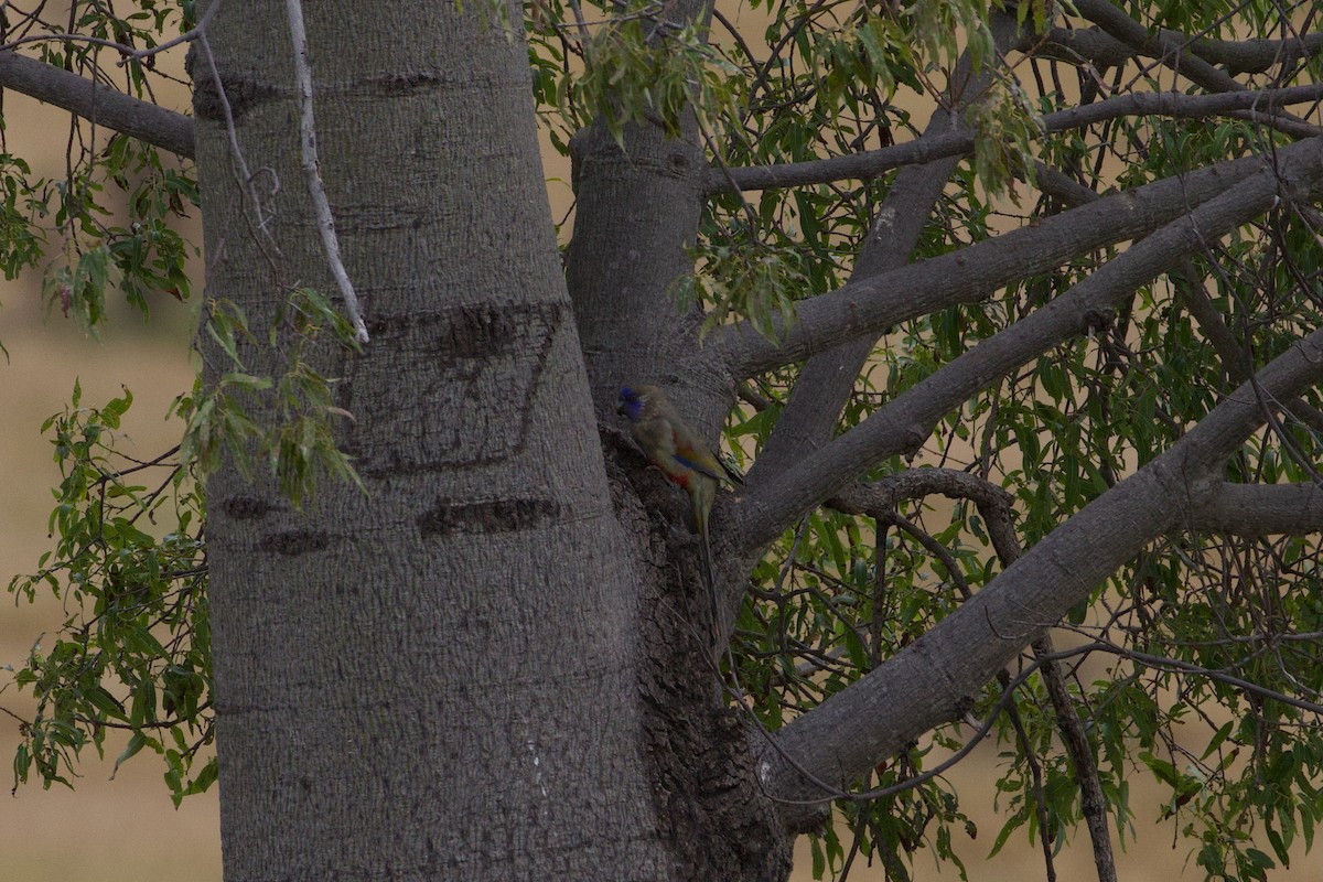 Greater Bluebonnet (Red-vented) - ML635863915