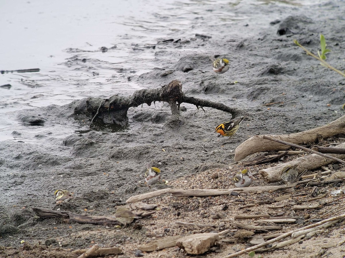 Blackburnian Warbler - ML635863939