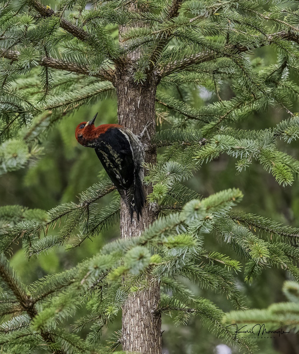 Red-breasted Sapsucker - ML635864045