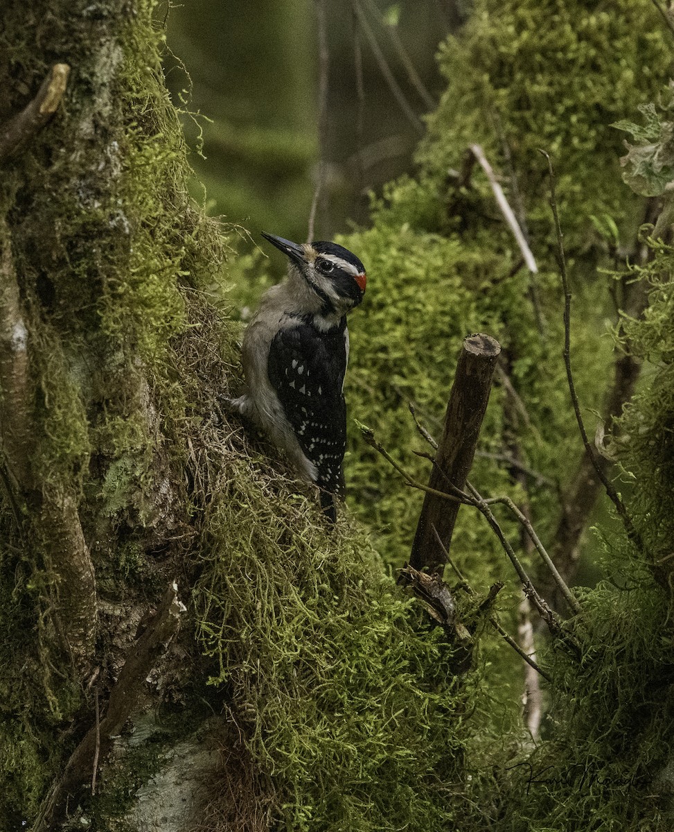 Hairy Woodpecker - ML635864059