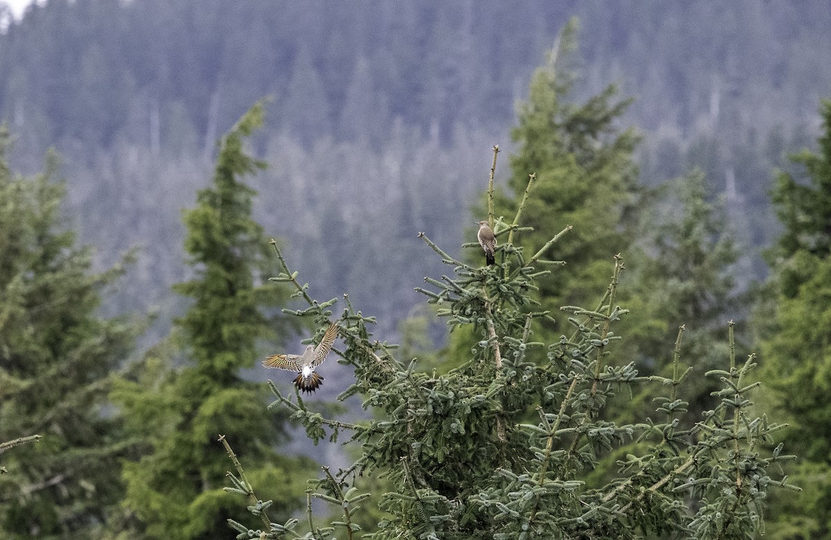Northern Flicker - ML635864124