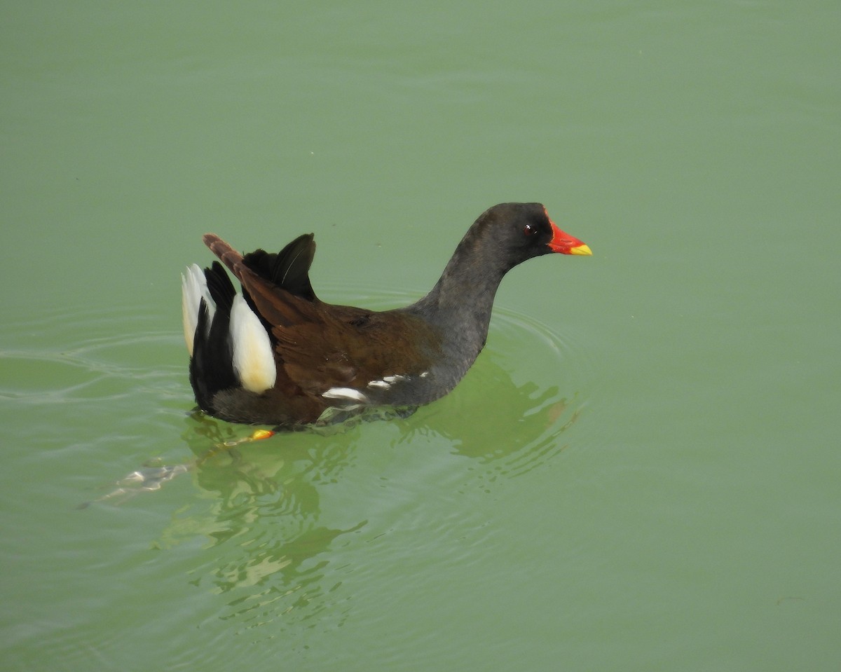 Eurasian Moorhen - ML635864171