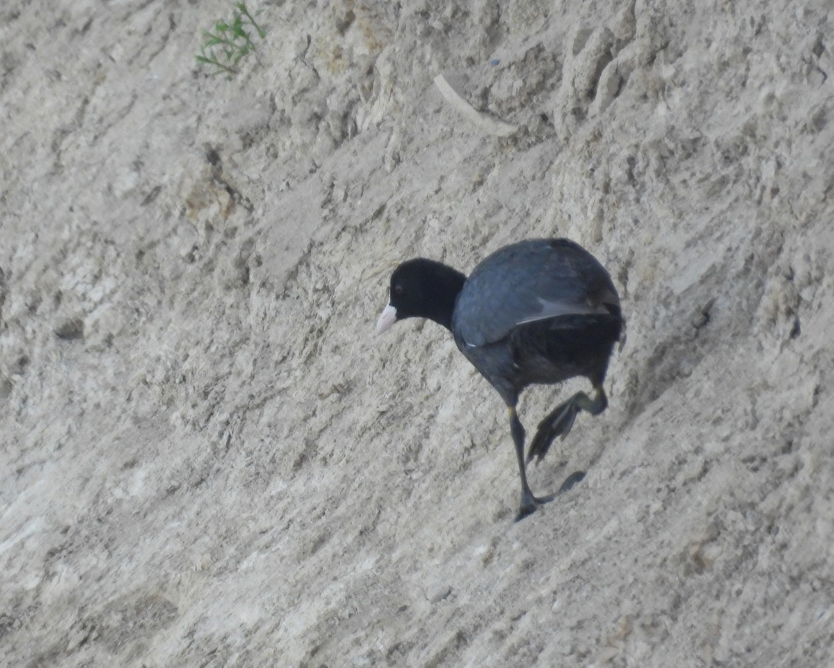 Eurasian Coot - ML635864192