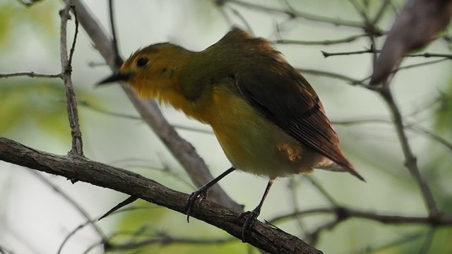 Prothonotary Warbler - ML635864232