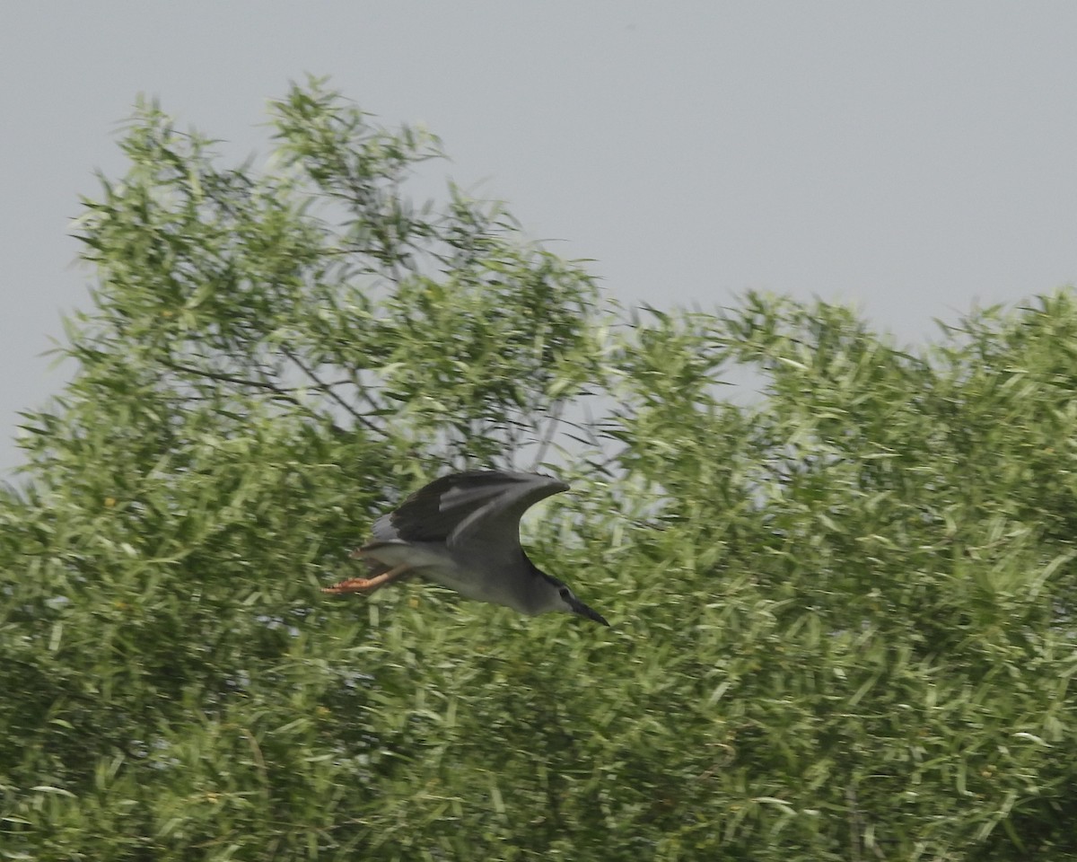 Black-crowned Night Heron - ML635864257