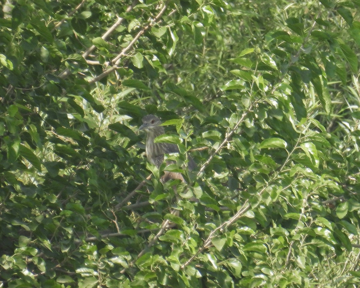 Black-crowned Night Heron - ML635864258