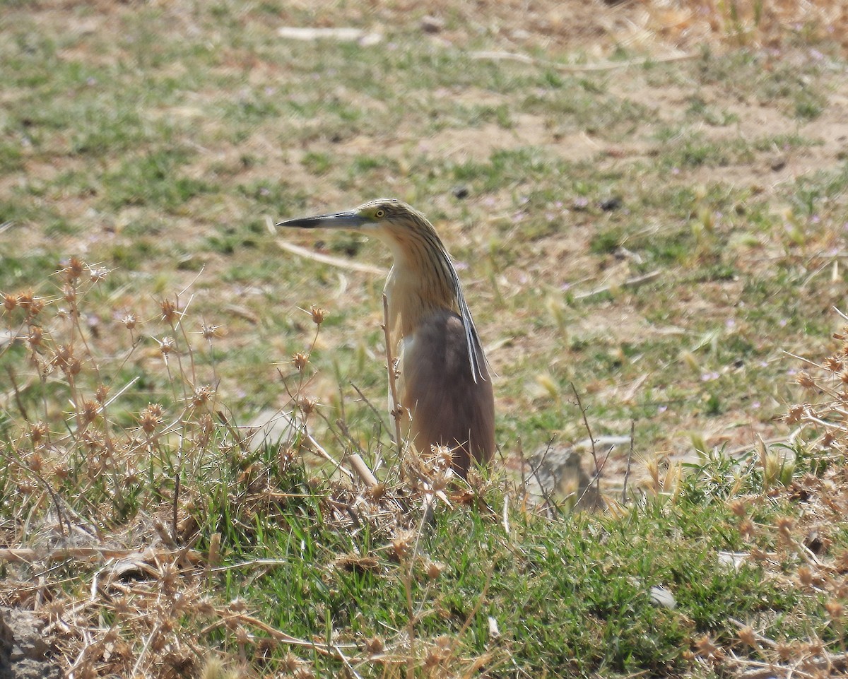 Squacco Heron - ML635864301