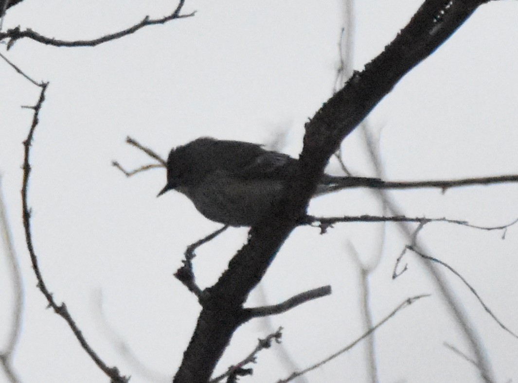 Willow Flycatcher (Southwestern) - ML635864378