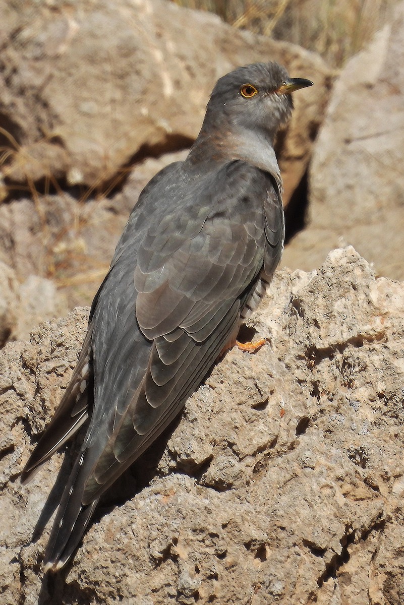 Common Cuckoo - ML635864384
