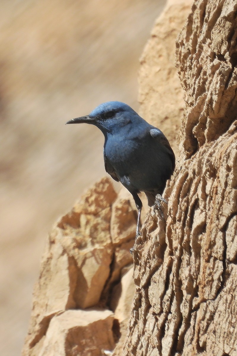 Blue Rock-Thrush - ML635864417