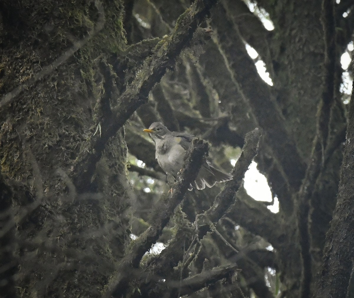 Tickell's Thrush - ML635864505