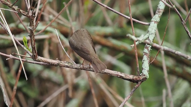 Northern Waterthrush - ML635864572