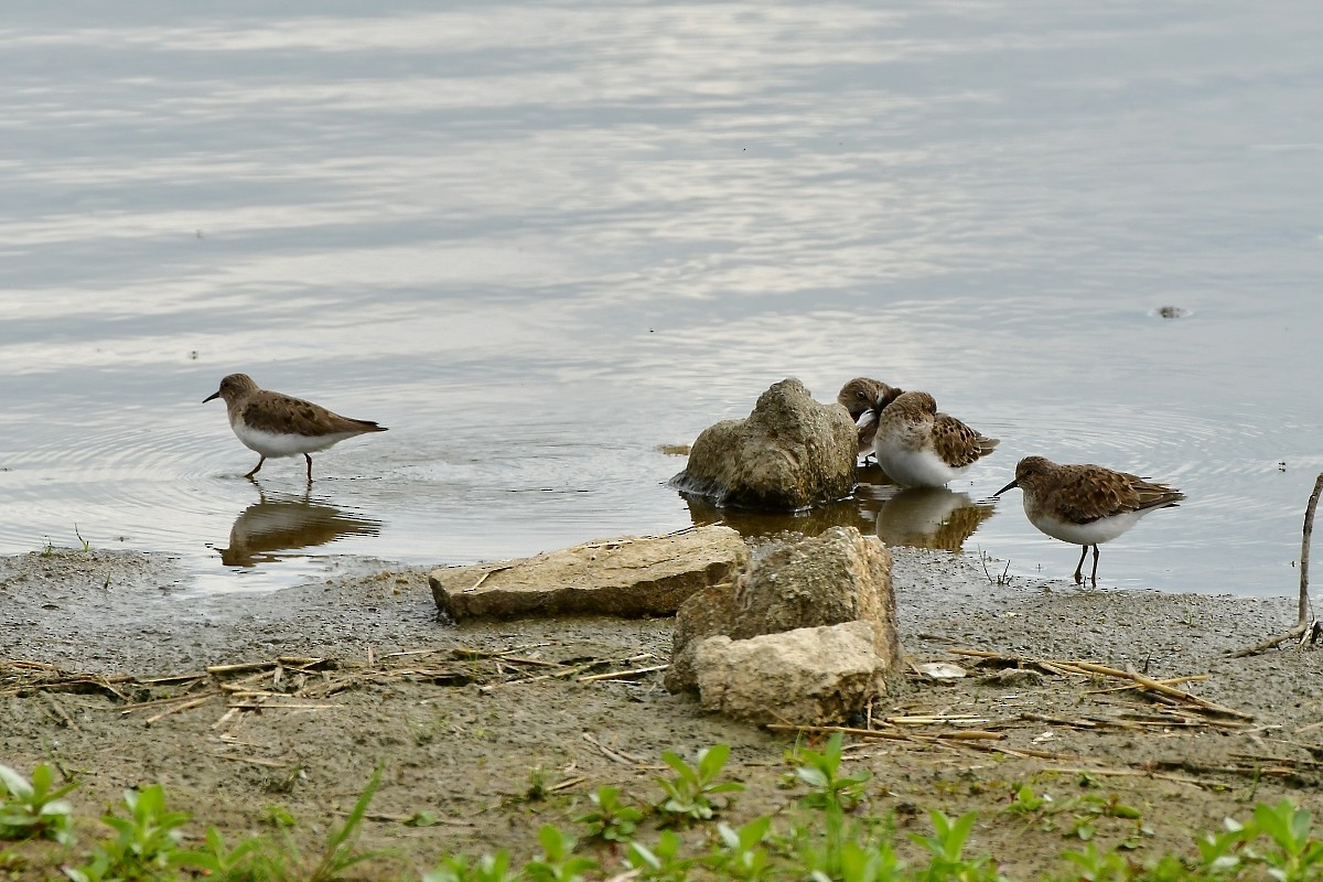 Little Stint - ML635864594