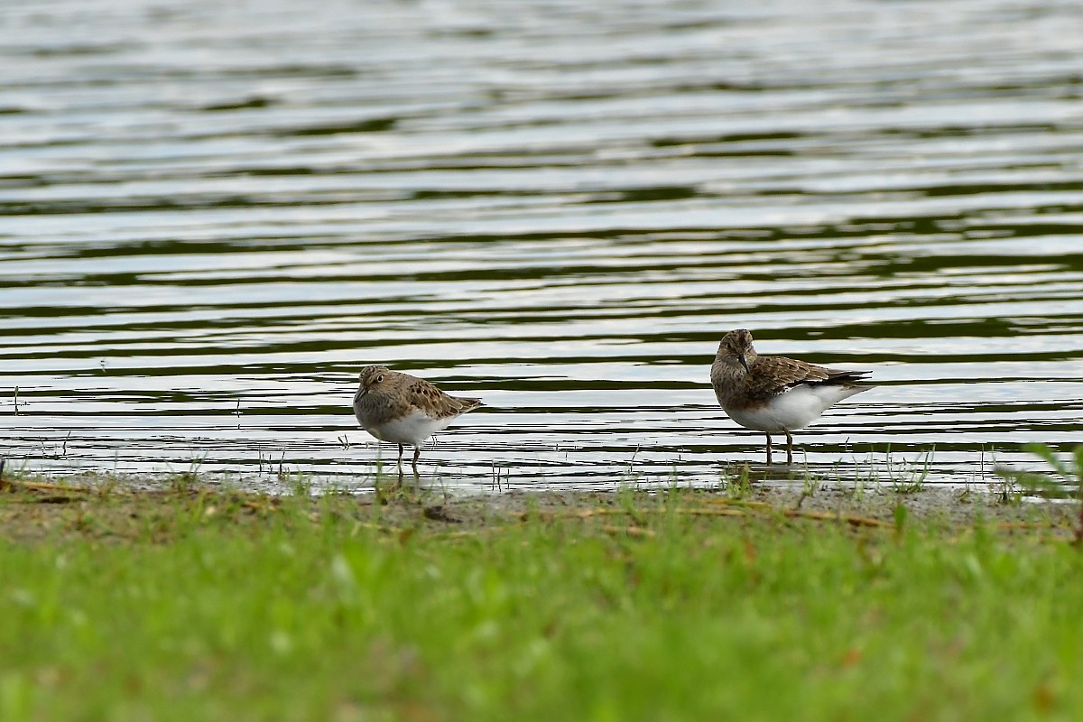 Little Stint - ML635864595