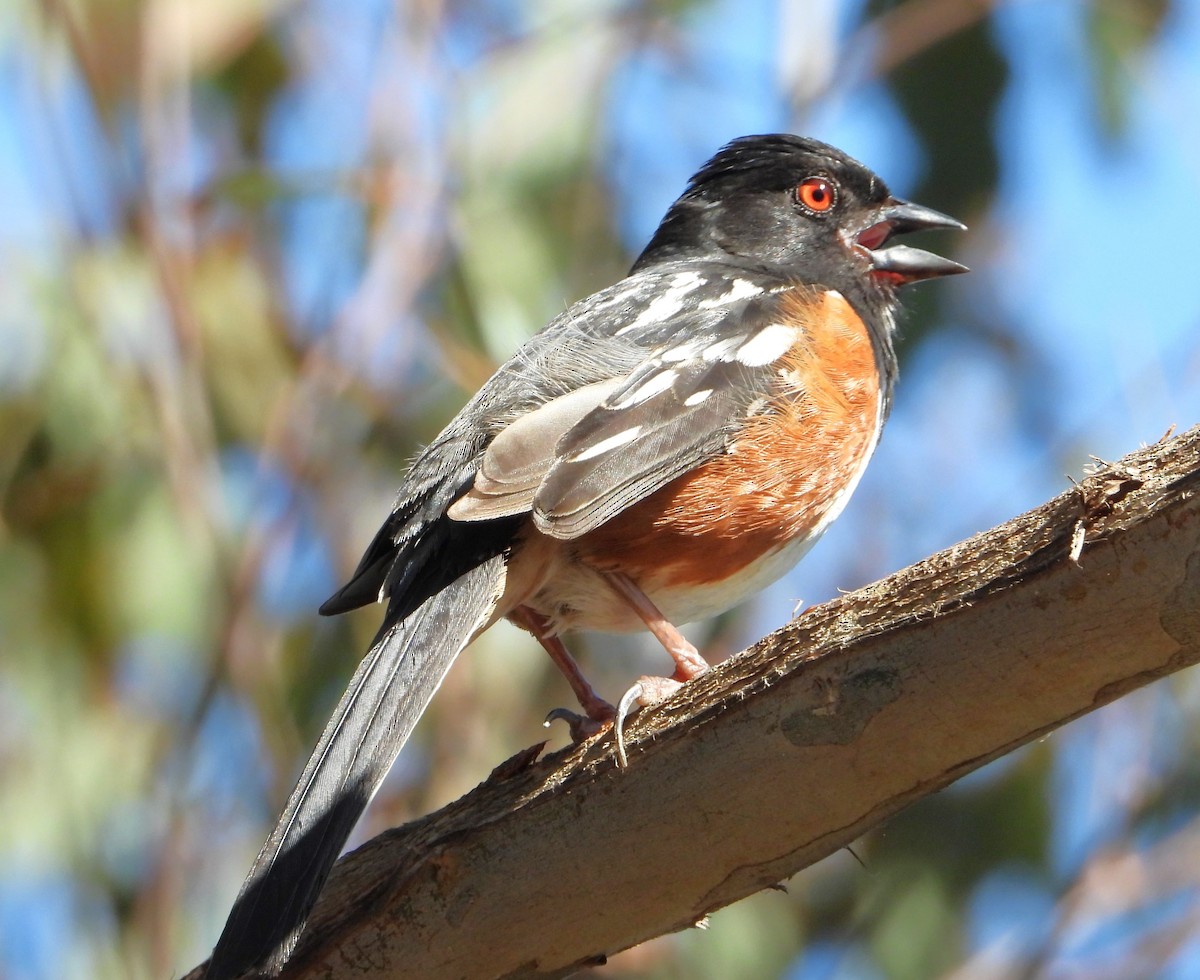 Spotted Towhee - ML635864600