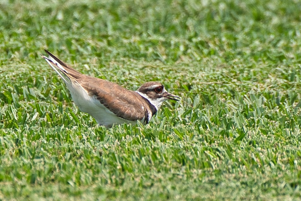 Killdeer - ML635864606