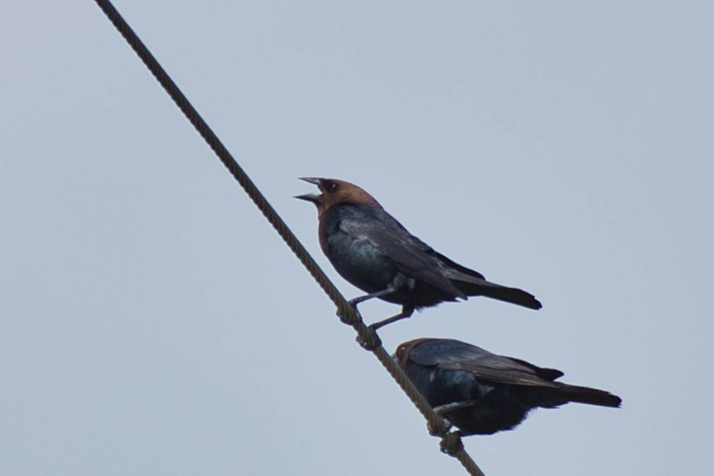 Brown-headed Cowbird - ML635864634