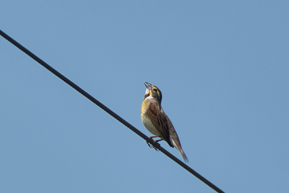 Dickcissel - ML635864653