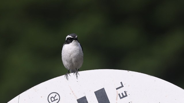 Gray Bushchat - ML635864670