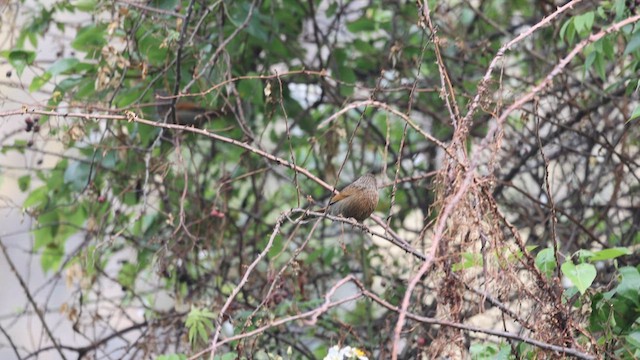 Streaked Laughingthrush - ML635864687
