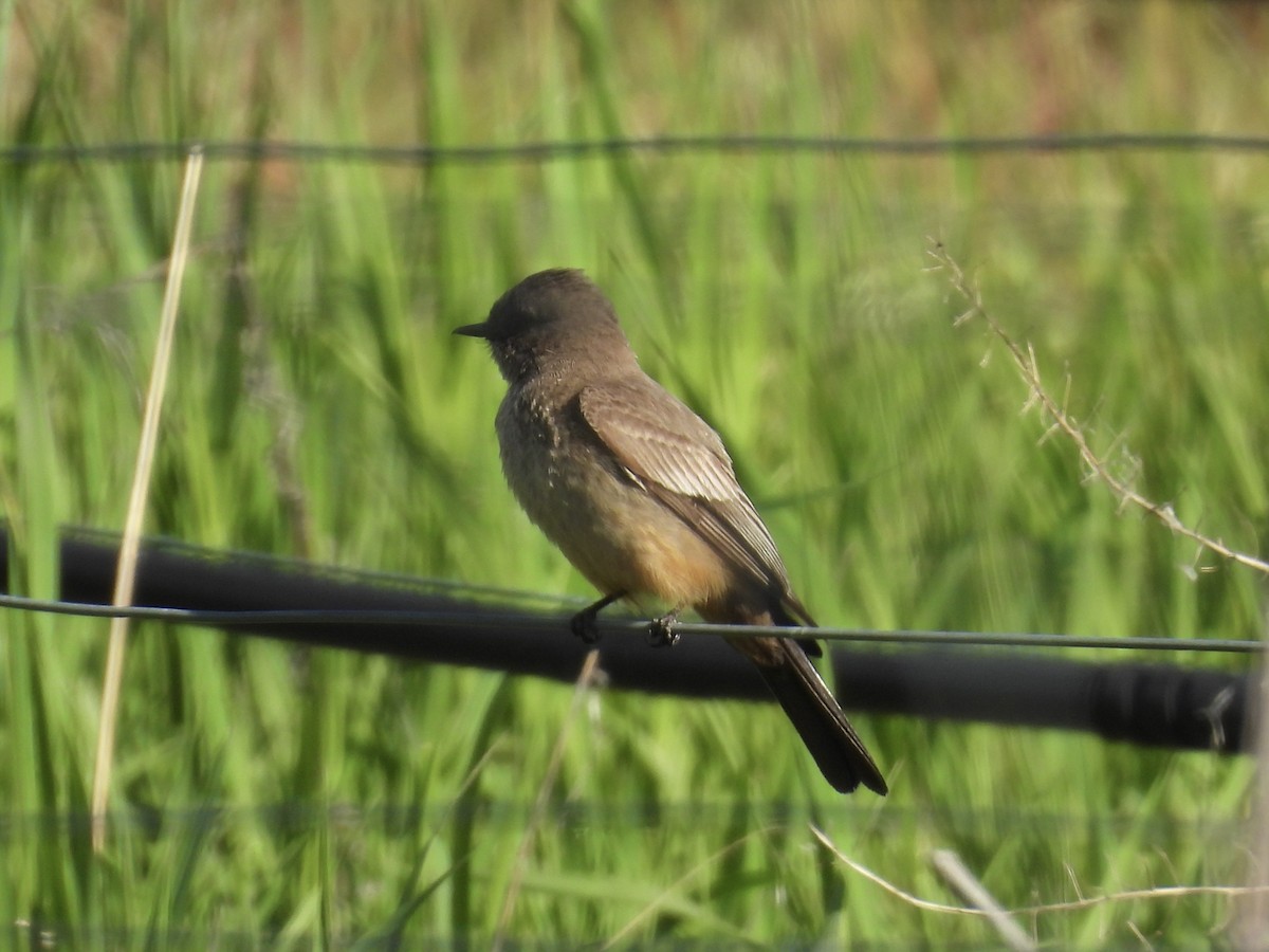 Say's Phoebe - ML635864979