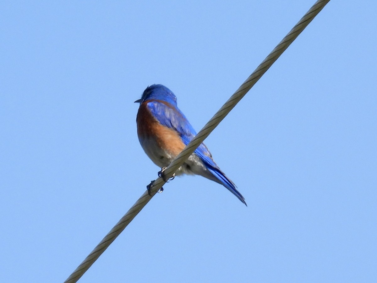 Western Bluebird - ML635864988