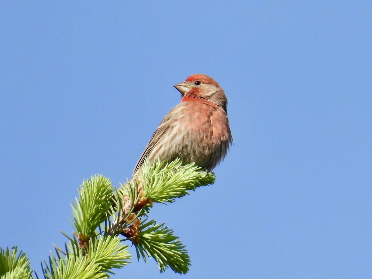 Cassin's Finch - ML635864994