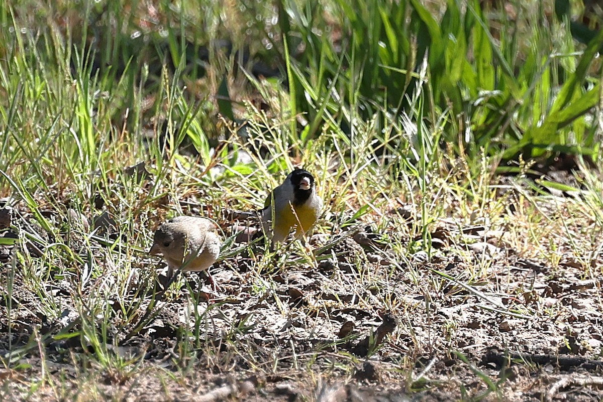 Lawrence's Goldfinch - ML635865050