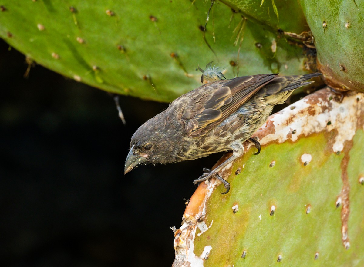 Genovesa Cactus-Finch - ML635865065