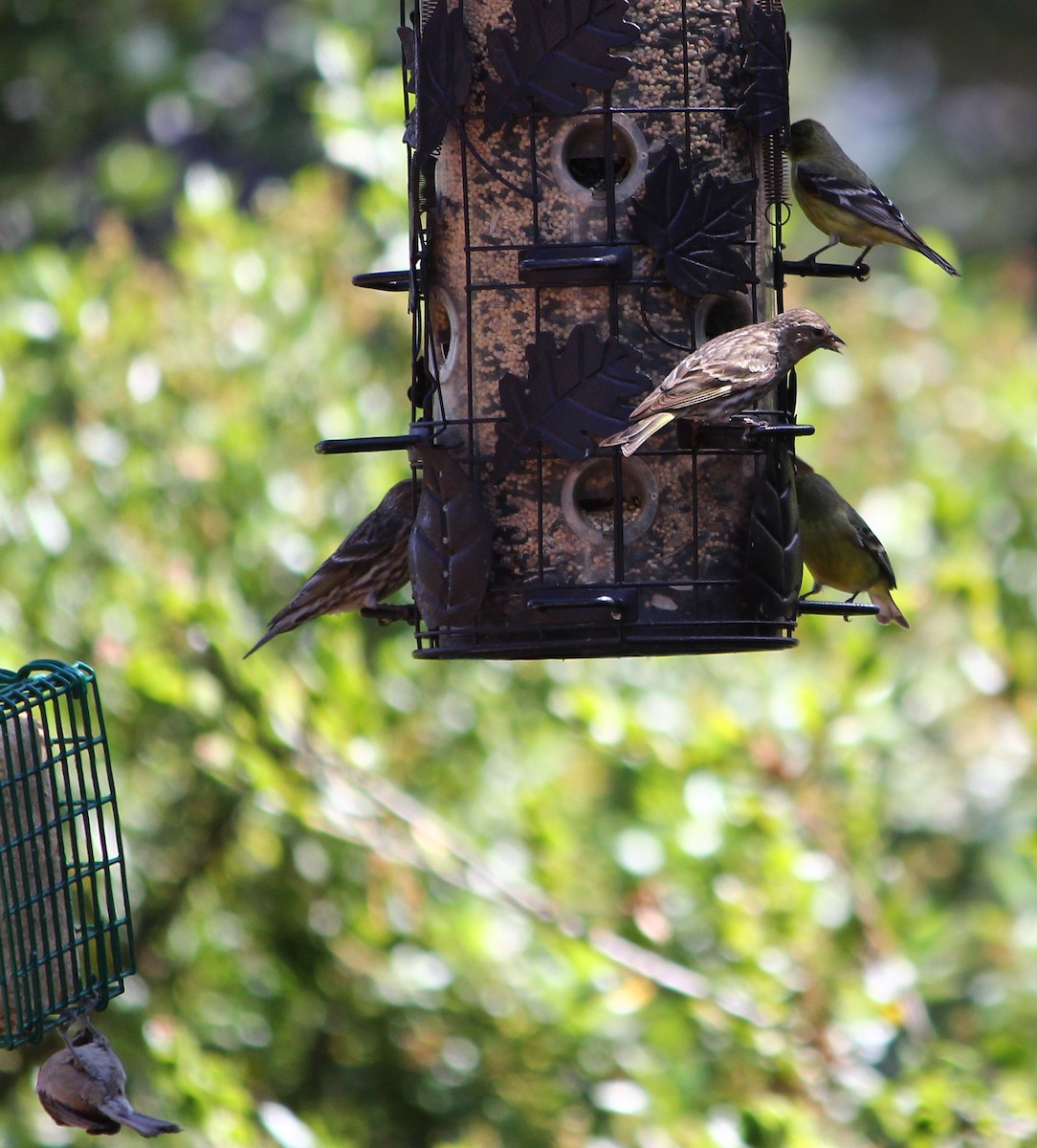 Pine Siskin - ML635865170