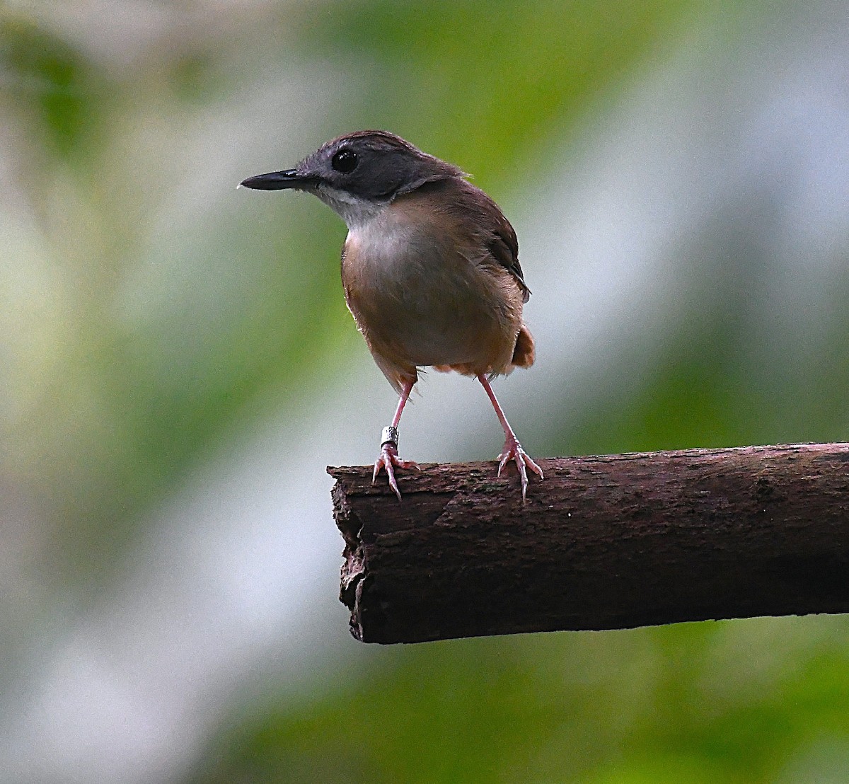 Short-tailed Babbler - ML635865236