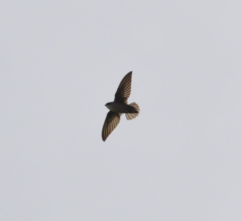 Vaux's Swift - ML635865248