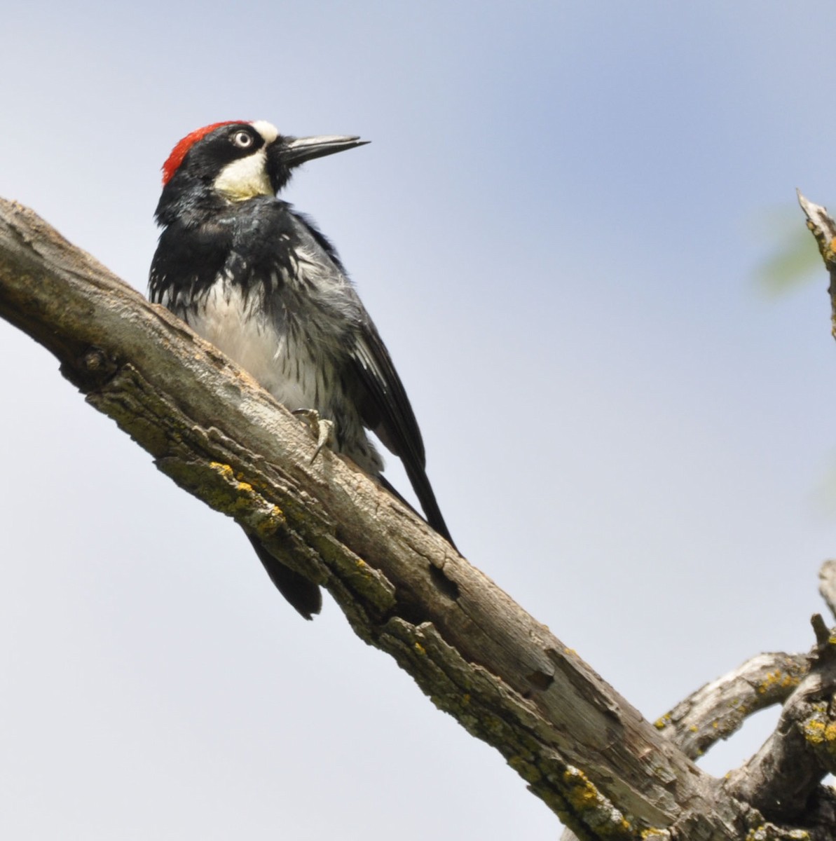 Acorn Woodpecker - ML635865278