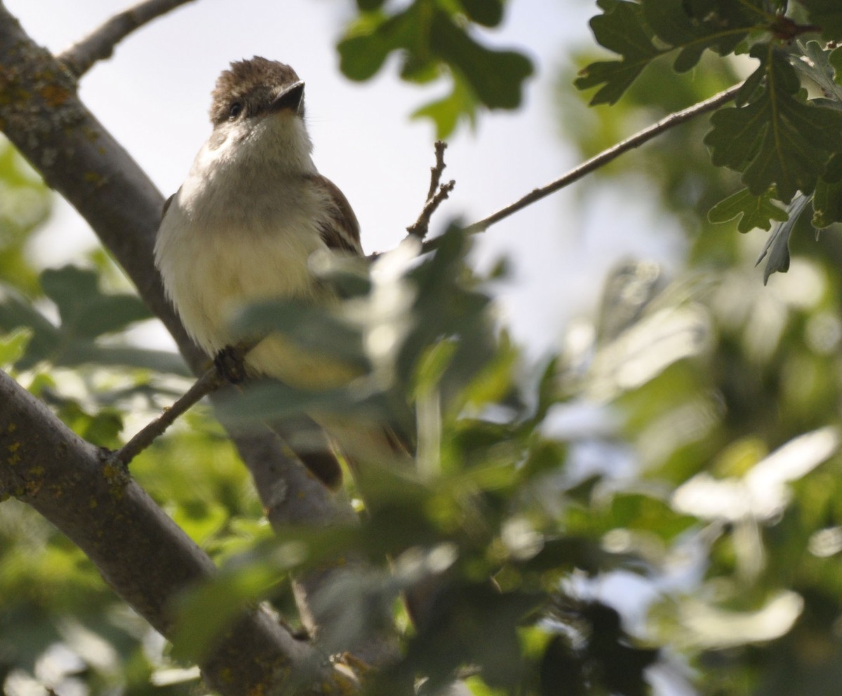 Ash-throated Flycatcher - ML635865288