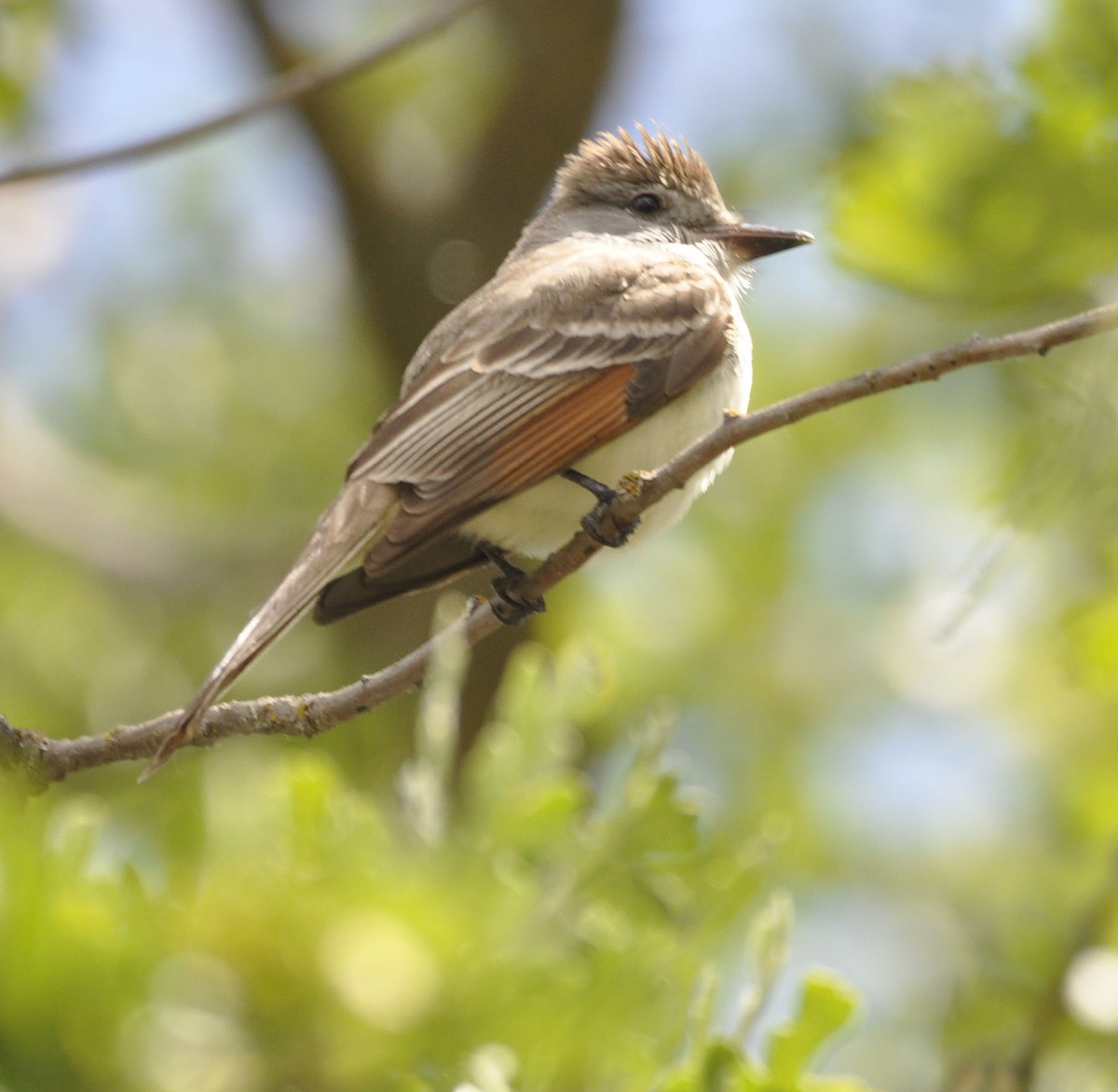 Ash-throated Flycatcher - ML635865289