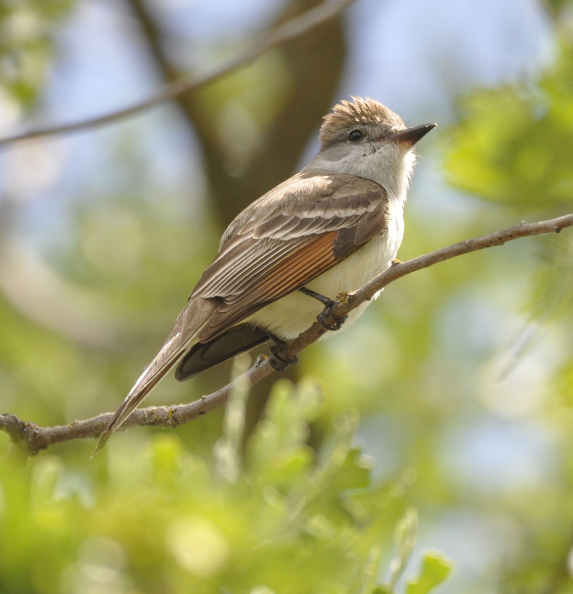 Ash-throated Flycatcher - ML635865290