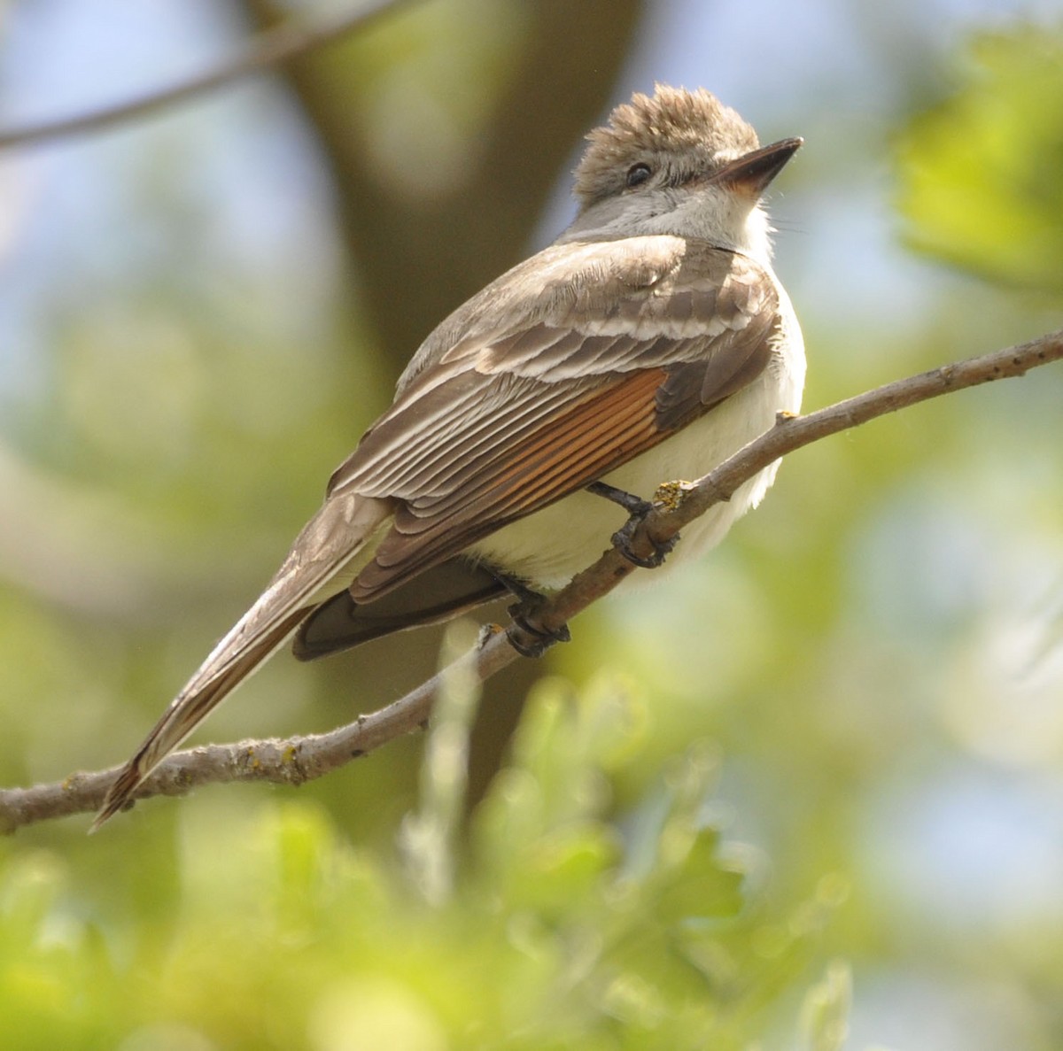 Ash-throated Flycatcher - ML635865291