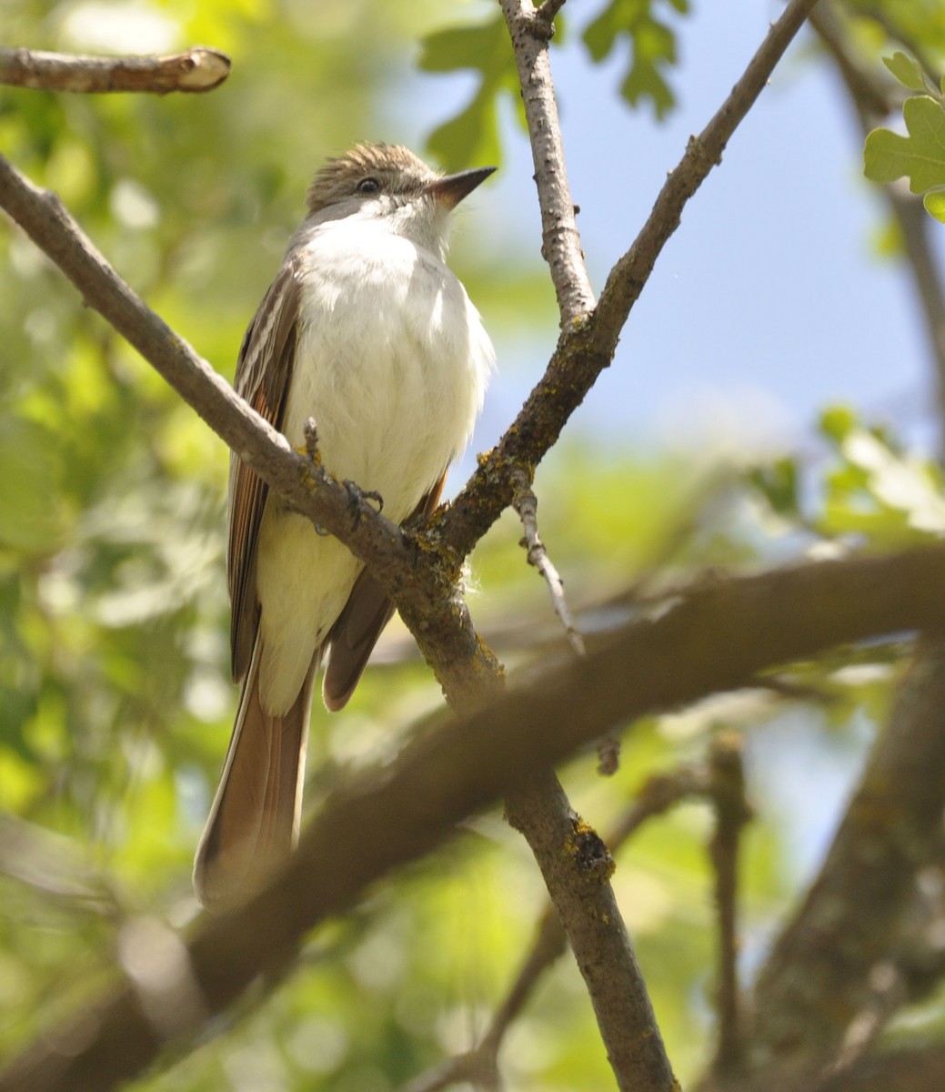 Ash-throated Flycatcher - ML635865292