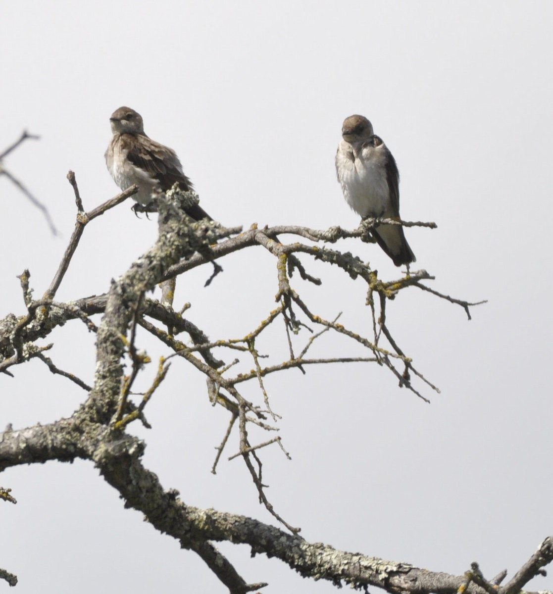 Northern Rough-winged Swallow - ML635865319