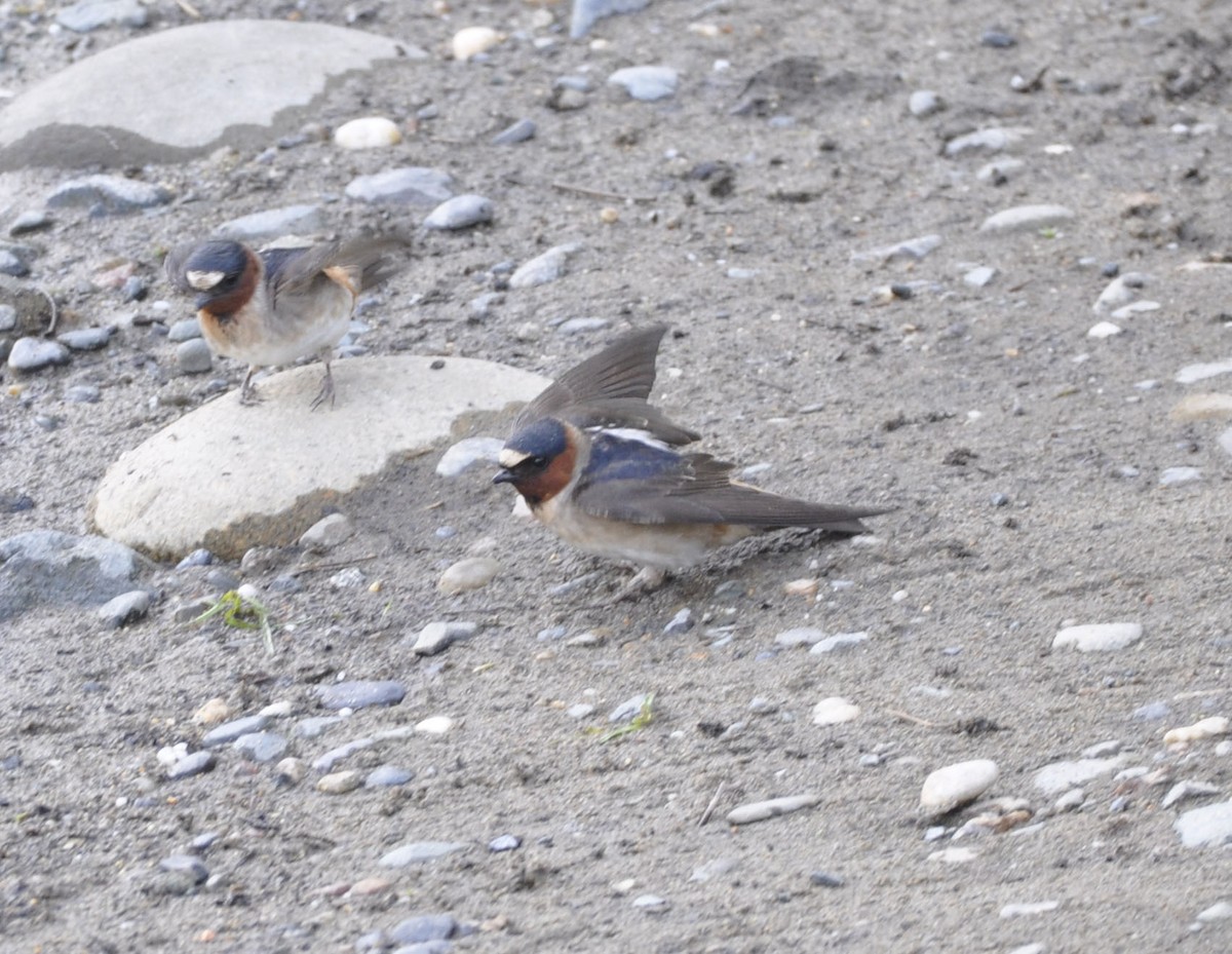 Cliff Swallow - ML635865323