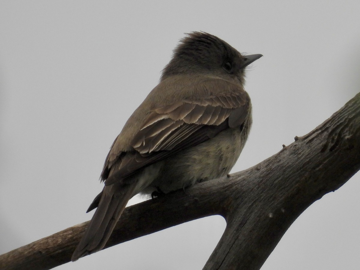Western Wood-Pewee - ML635865342