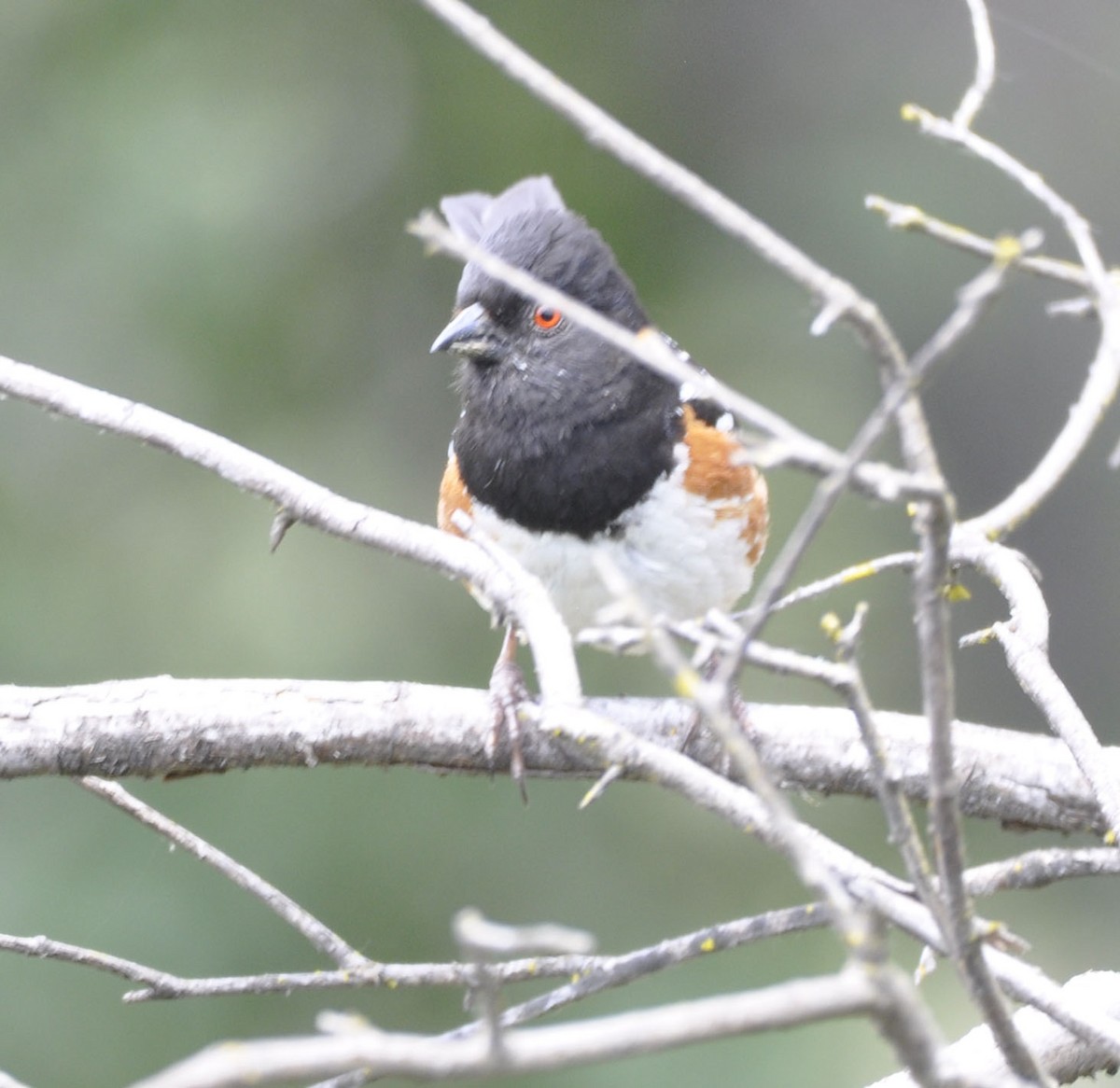 Spotted Towhee - ML635865343