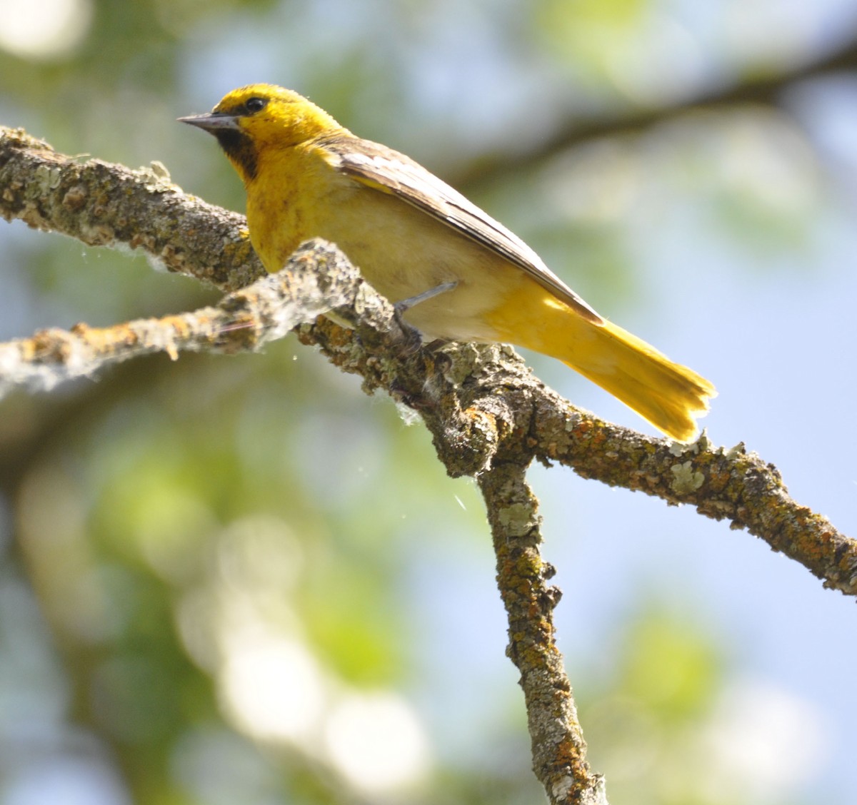 Bullock's Oriole - ML635865355