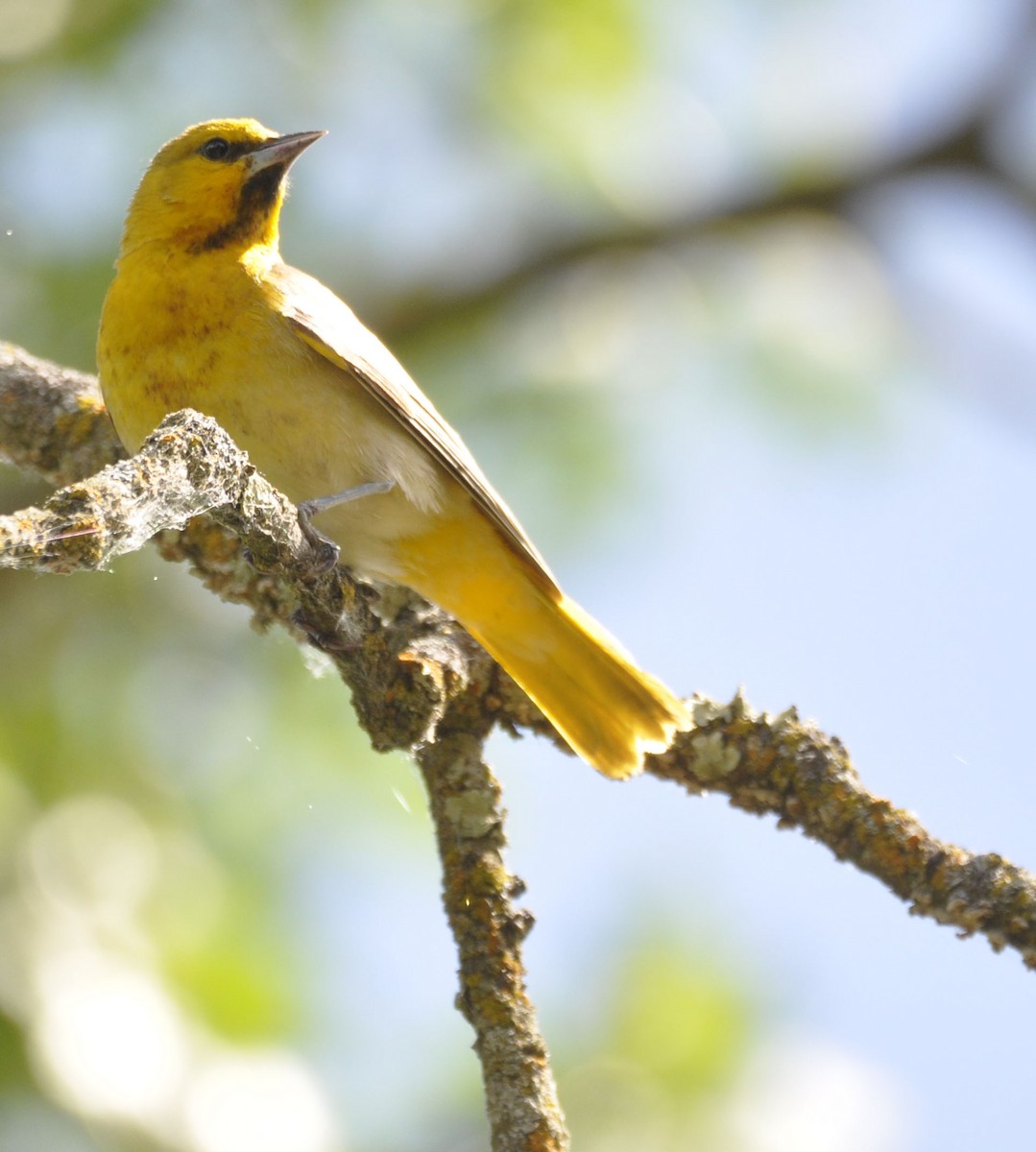 Bullock's Oriole - ML635865356