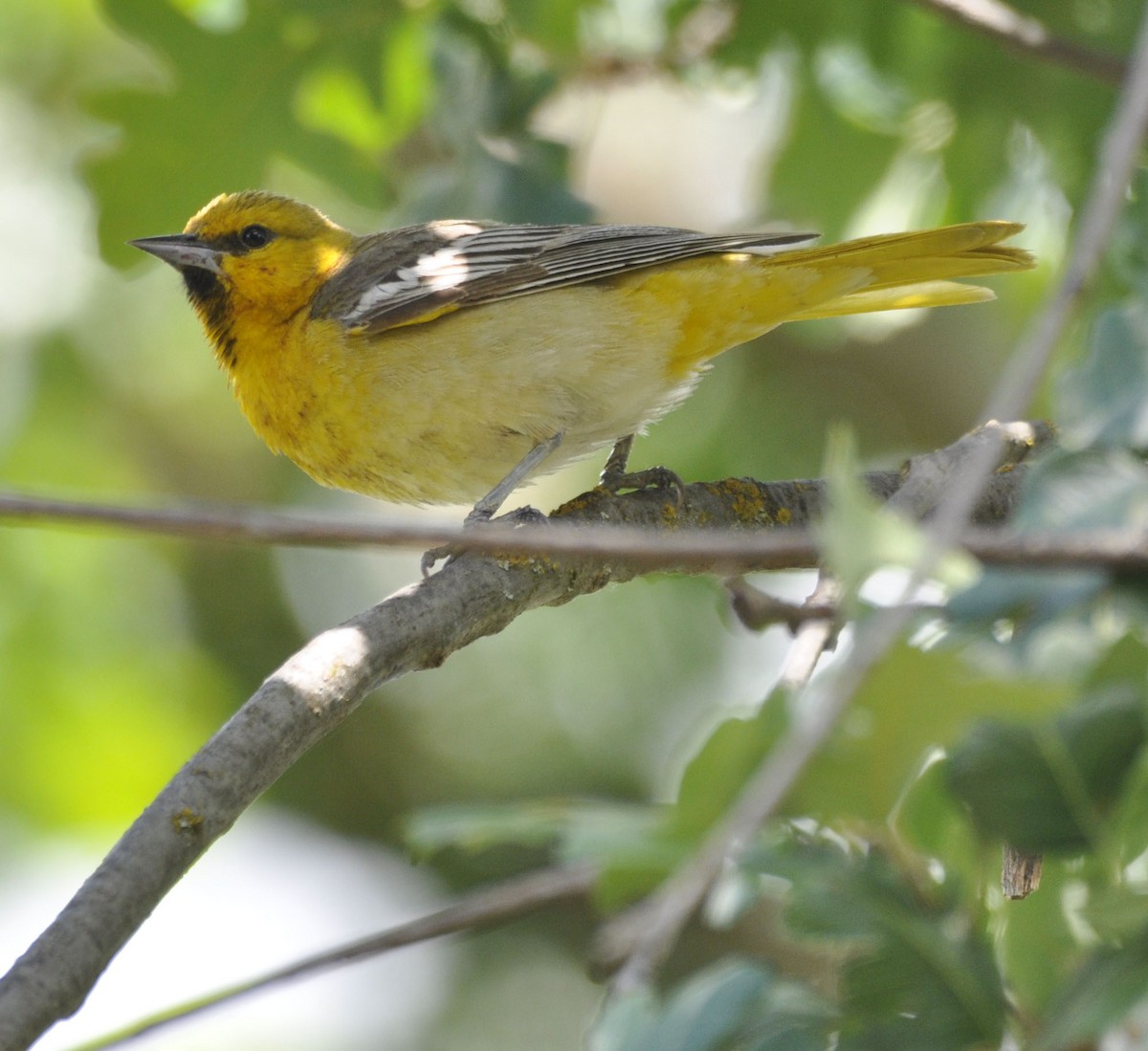 Bullock's Oriole - ML635865357